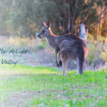 Kangaroo in the Wheatbelt